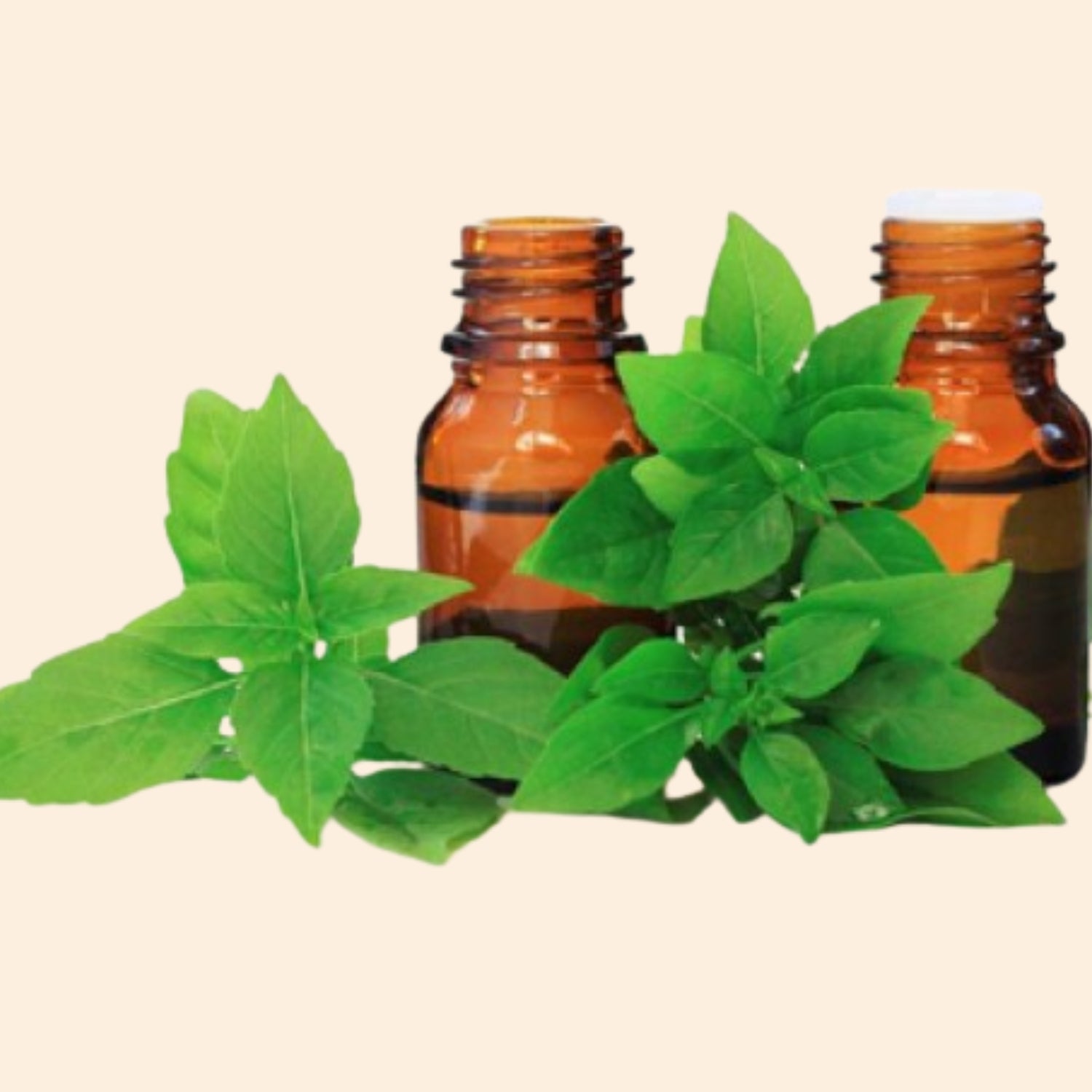 Basil Hydrosol Basil Hydrosol